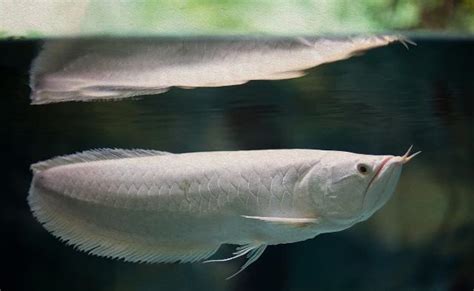 銀龍魚飼養|銀龍魚飼養指南與物種介紹：從水族缸佈置到健康管理。